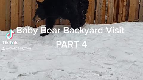 BABY BEAR BACKYARD VISIT