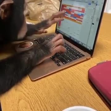 Funny monkey works with laptop
