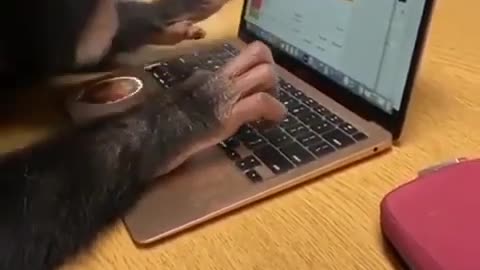 Funny monkey works with laptop