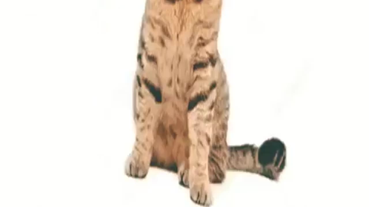 Stock png cat dance