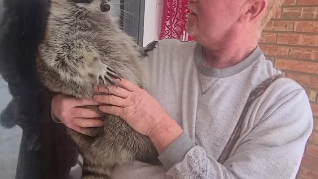 Raccoon Runs Away From Cold Snow Towards Warm House