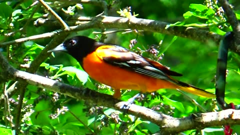 Oriole