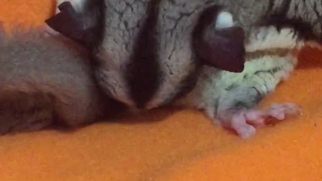 Sugar glider giving birth