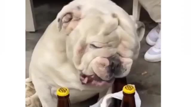No wonder why they called mans best friend 😂🔥