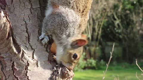 Squirrel in nature