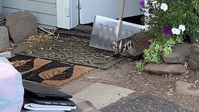 Removing a Badger from the Woodshed Using a Shovel