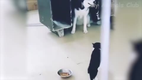 The best funny cat videos that will make you laugh until you can't stand it anymore