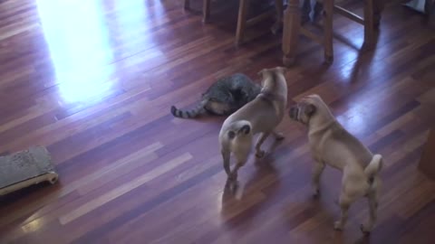 CAT vs DOGS - THE ULTIMATE PET FIGHTING CHAMPIONSHIP