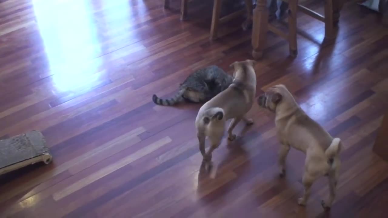 CAT vs DOGS - THE ULTIMATE PET FIGHTING CHAMPIONSHIP