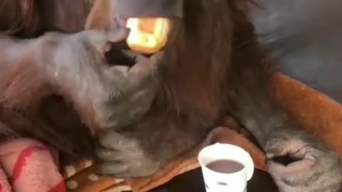 Monkey's Tea & Snacks Time