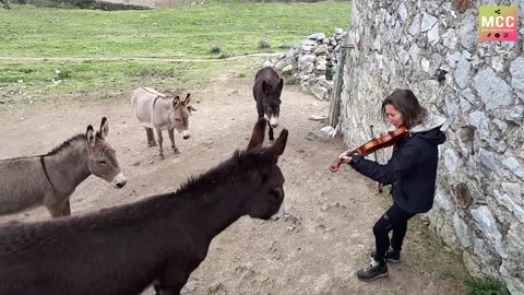 She plays the violin O Sole Mio in harmony with donkeys