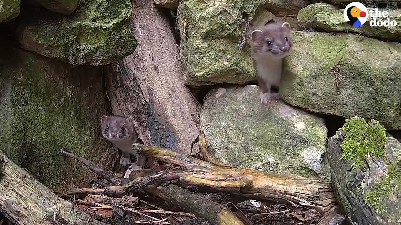 Tiny Baby Stoat Has The Best Reaction When She Meets Someone Like Her