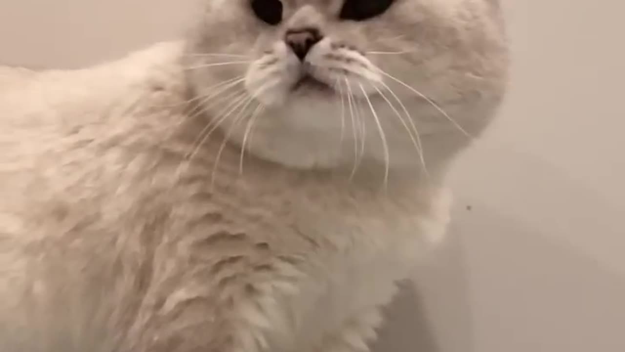 Irresistible cat sound