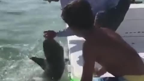 Shark Bite