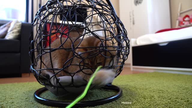 Playing in a hammock for cats