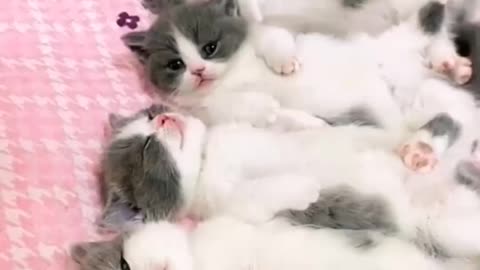 So..cute ! Lovely cats 😽 || Cats videos 2023