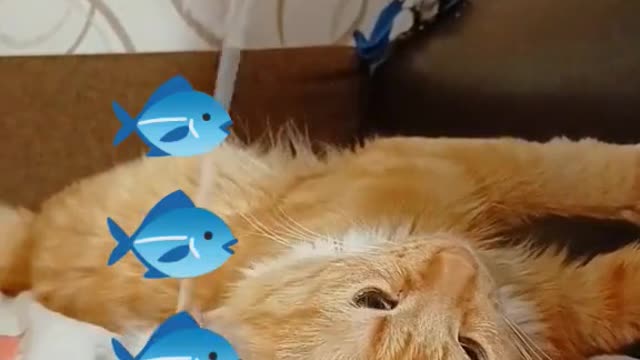 The Internet's Funniest Cat Video is Here