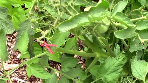 Grafting Tomatoes, Grafting Peppers, and Grafting Eggplant onto a Tomato.