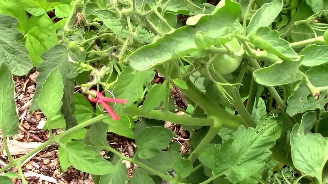 Grafting Tomatoes, Grafting Peppers, and Grafting Eggplant onto a Tomato.