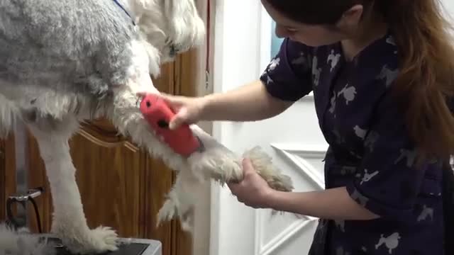 Total transformation on a giant floofy dog