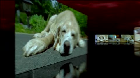 Labrador animal dog presentation