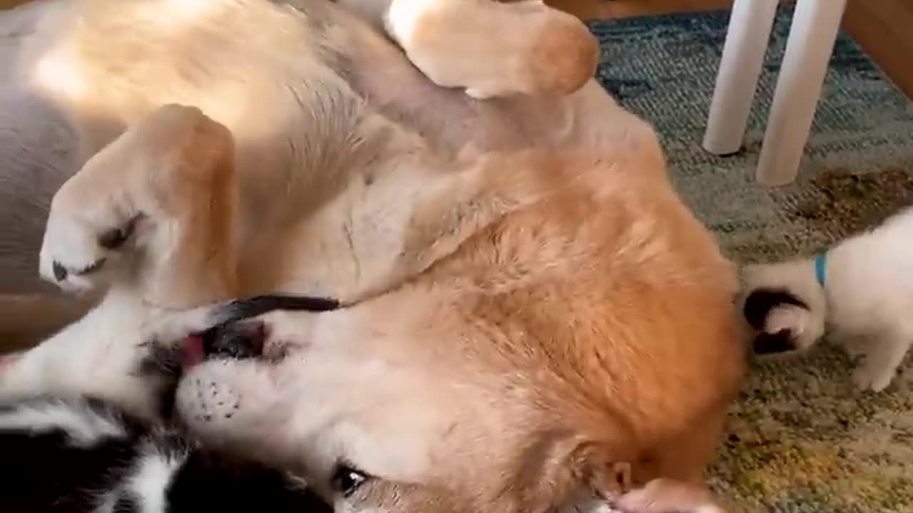 This Pup Is In Love With His Blind Foster Kittens - The Dodo #dog