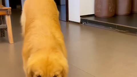 Dog version of high-quality dance interpretation