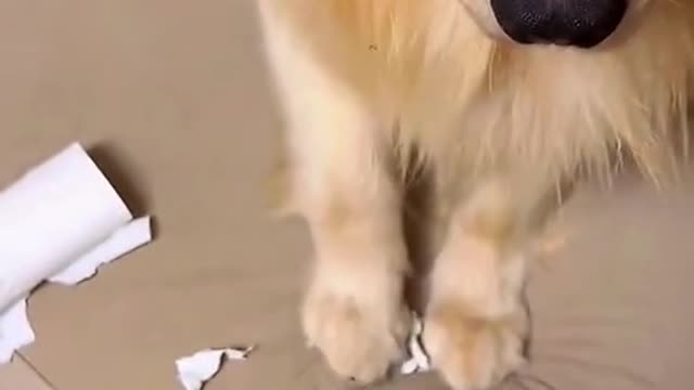 dogsoftiktok