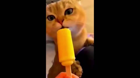 *CUTE ANIMAL PLAYING!!!!!