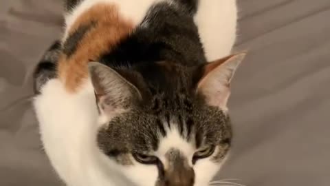 Cute cat rolling over 😻