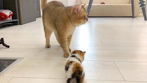 Cat mother love her baby