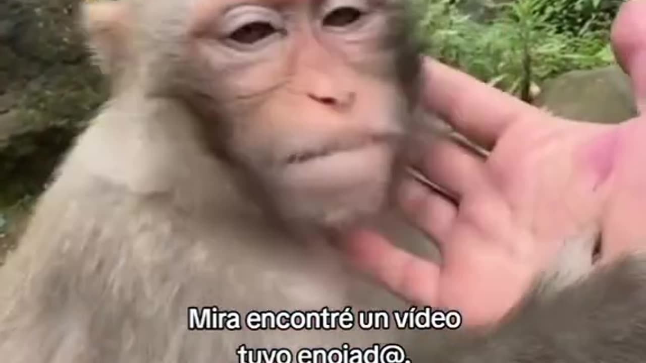 Funny many monkey