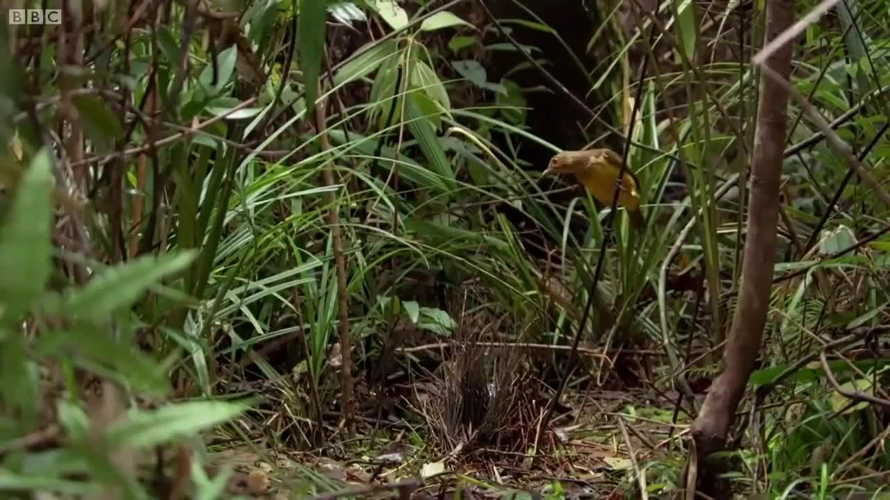 The Life Story Collection - Part 1 | BBC Earth