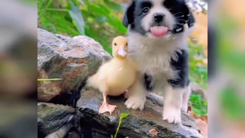 Funny animlas videos | cute cats and dogs animls😀