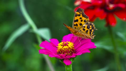 Colorful butterflies