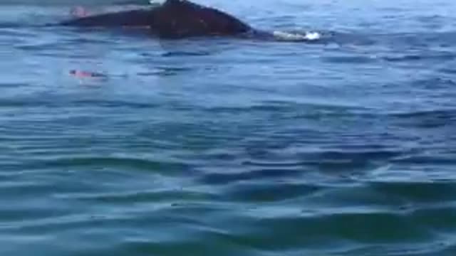 Kayaker Has Close Call With Whales