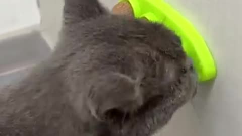 Funny Cat Videos #shorts #viral #funny #cat #catlover