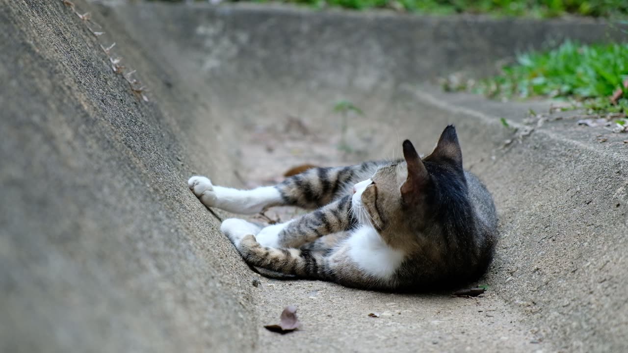 Close-Up Cat Rolling On The Ground