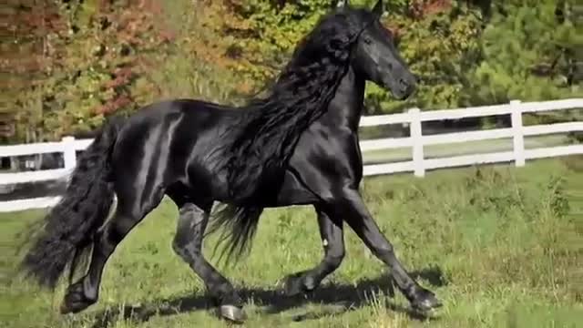 WORLD FAMOUS FRIESIAN STALLION