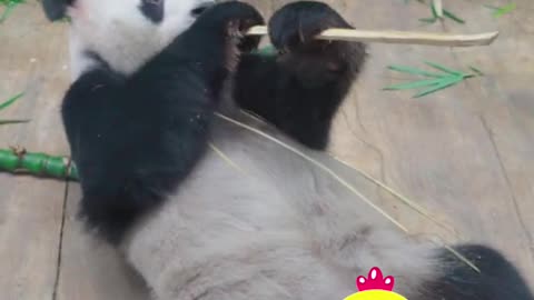 Panda, a national treasure