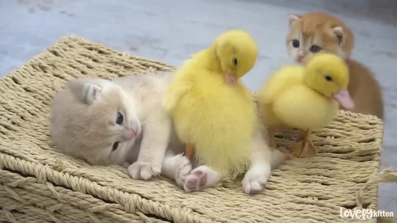 Ducklings love the baby kitten Shan. Jump up and sleep together