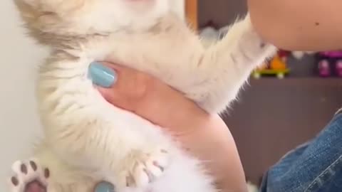 Funny cat video