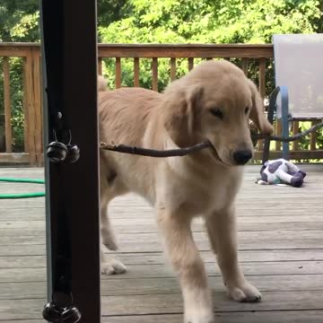 Frustrated puppy can't bring stick into home