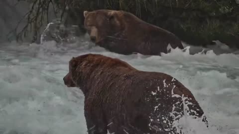 Fat Bear Week Contenders 2022 | Who Has Your Vote?