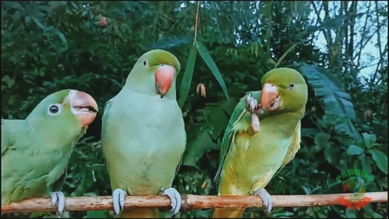 Hybrid parrot speak