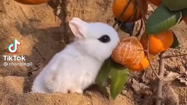 Cute baby rabbit eating orange