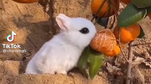 Cute baby rabbit eating orange