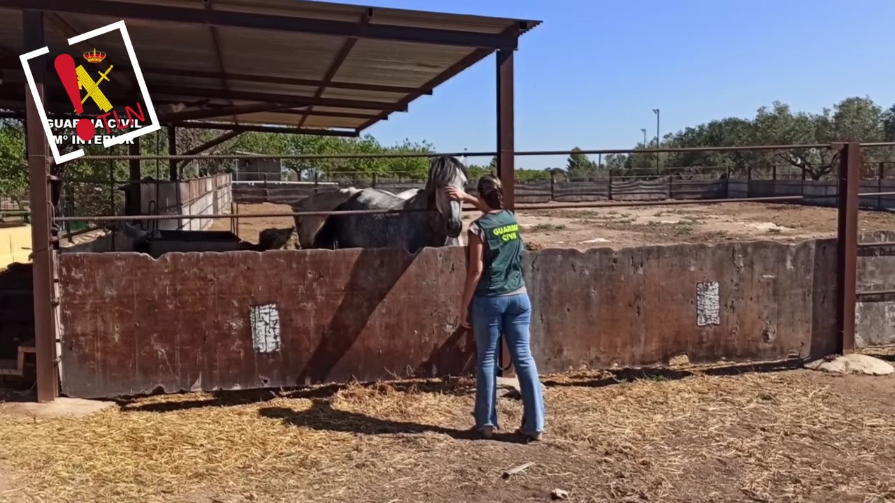 Liberan a un trabajador de una hípica que explotaban en una cuadra llena de estiércol