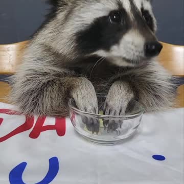 ASMR of a raccoon eating an apple