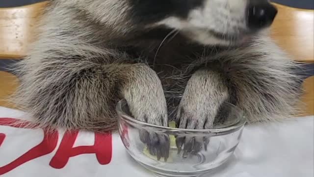 ASMR of a raccoon eating an apple